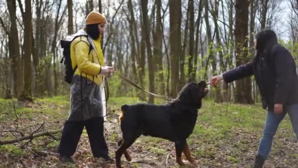 Игровая Большая Собака Играет Женщинами Придерживаться Лесу Открытом Воздухе Широкий — стоковое видео