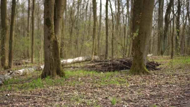 Weitwinkelwald Mit Glücklicher Junger Frau Und Hund Die Vorbeigehen Seitenansicht — Stockvideo