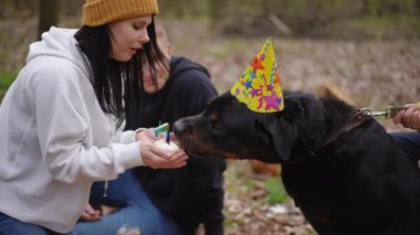 Mutlu köpek doğum gününde tatlı yiyor ormanda genç beyaz erkek ve kadınlarla kutlama yapıyor. Rahatlamış bir hayvanın yan görünüm portresi arkadaşlarla dışarıda eğleniyor.