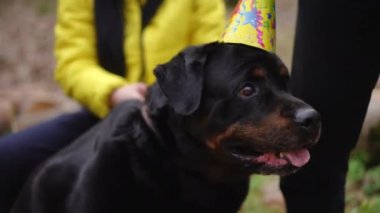 Bataklık köpeğinin havlayan ve lezzetli kruvasan yiyen portresi. Parti şapkalı evcil hayvan Park Ormanı 'nda Kafkasyalı gençlerle doğum gününün tadını çıkarıyor.