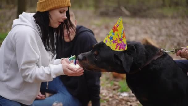Szczęśliwy Pies Jedzący Słodki Deser Urodziny Lesie Świętujący Młodymi Białymi — Wideo stockowe