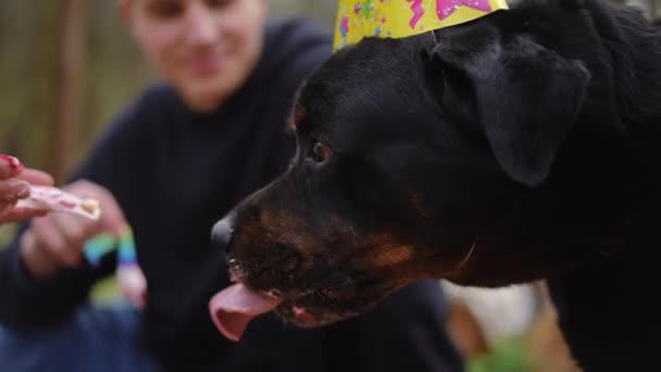 Seitliche Nahaufnahme Großer Hund Leckt Süßes Dessert Von Weiblichen Fingern — Stockvideo