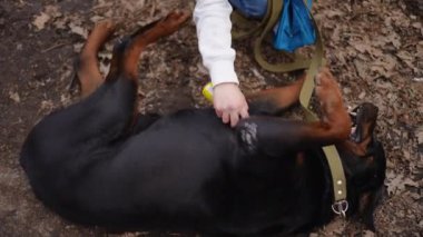 Kadın eli, ormanda yerde yatan köpeğe böcek kovucu sprey püskürtüyor. Yüksek açılı, tanınmayan genç, beyaz bir kadın. Ormanda hayvanla seyahat ediyor.