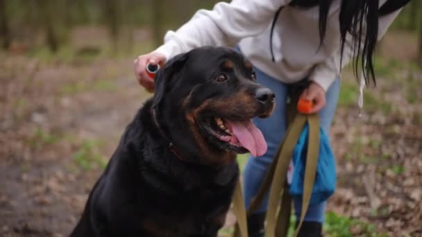 Porträtt Svart Stor Hund Som Ser Sig Omkring Som Ung — Stockvideo