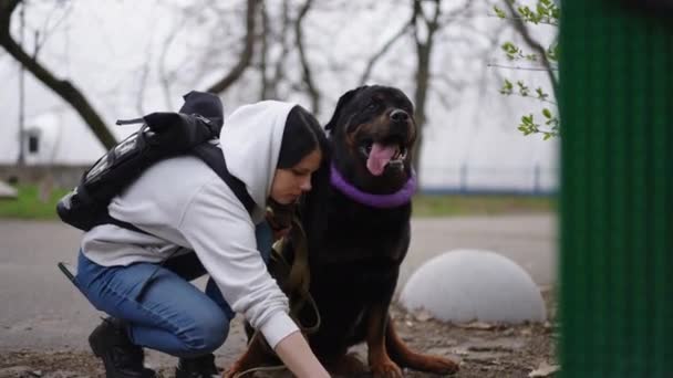 屋外の公園で犬小屋を集めている白人女性 朝のペットとの意識的な女性の所有者の肖像画 — ストック動画