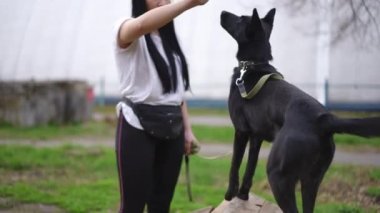 Hiperaktif siyah formda köpek kuyruğunu sallayan kadın el ele tutuşuyor. Kendine güvenen Kafkasyalı kadın cynolojist evcil hayvanı eğitmekte.