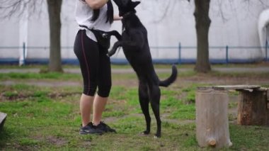 Siyahi genç köpeğin dışarıda tedavi görürken çekilen görüntüsü. Genç, beyaz, güzel bir kadın evcil hayvanla egzersiz yapıyor.