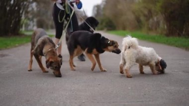 Tasmalı hiperaktif köpekler etrafta koşmaya başlar ve tanınmaz halde bir evcil hayvan gezdiricisiyle ayrılırlar. Sıska, genç, beyaz bir kadın sabah parkta hayvanlarla eğleniyor.