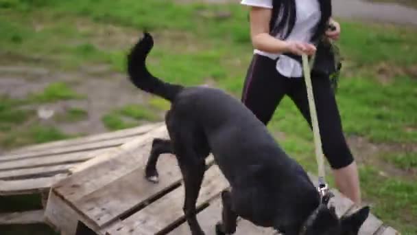 Cámara Vivo Sigue Perro Obediente Negro Trabajando Con Una Mujer — Vídeo de stock