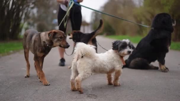 Tanımlanamayan Bir Kadınla Yolda Tasmalı Sevimli Köpekler Evcil Hayvan Yürüyüşü — Stok video
