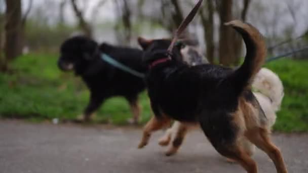 屋外を散歩しているリーシング上の喜びの犬や子犬のサイドビュー追跡ショット ライブカメラは オーバーキャストされた朝を散歩するハイパーアクティブペットに続きます — ストック動画