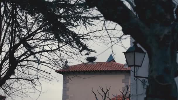 白と黒のストーククリーニングフェザーが屋上に立っている葉のないぼやけた木 屋外の曇った朝に建てられた田舎町の赤い屋根の優雅な動物 — ストック動画