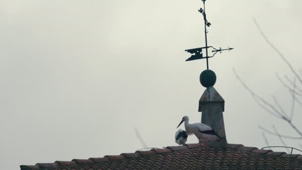 侧观白色和黑色的鹤在红色的屋顶瓦上行走 鸟坐在背景上 在户外阴天 在平静的小镇上放生自信的动物 — 图库视频影像