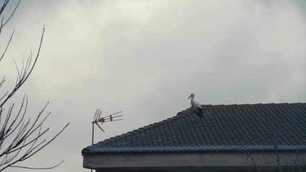 侧视图鹤单腿站立在屋顶上环顾四周 在外面阴天的背景下 广袤自信的白鸟和黑鸟在阴云密布的日子里 — 图库视频影像