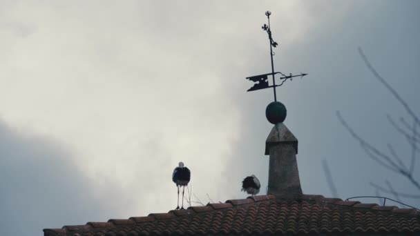 后视镜鹤在室外的红色屋顶上筑巢 西班牙小镇上 在阴天的早晨 鸟儿在屋顶上放置木棍 — 图库视频影像