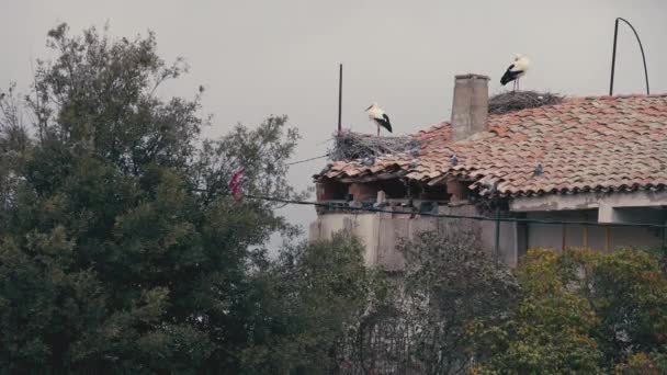 优雅的鹤群站在屋顶的鸟巢里 鸽子在空中飞来飞去 在外面宁静的村庄 广袤自信的鸟儿在阴沉沉的早晨 — 图库视频影像