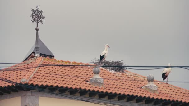 Zarif Beyaz Siyah Leylek Temizleme Tüyü Başka Bir Kuşun Çatı — Stok video