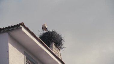 Yuvada duran beyaz ve siyah leylek temizleme tüyünün alçak açılı görüntüsü ve etrafta uçuşan küçük serçeler. Şehir binasının çatısında sakin, kendine güvenen bir kuş.