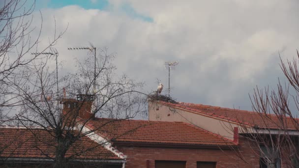Stork Standing Rooftop Couple Flying Sticks Nest Building Beautiful Birds — Stock Video