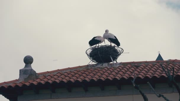 Zwei Störche Stehen Nest Während Einer Wolkenverhangenen Himmel Morgendorf Davonfliegt — Stockvideo