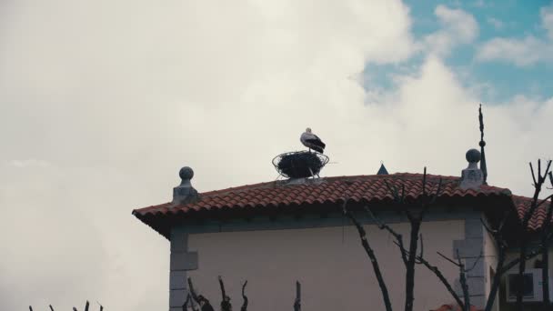 屋顶是红色的 有鹤在屋顶上筑巢 清洗羽毛 环顾四周 平静的村子里 美丽的小鸟在阴沉沉的早晨 在户外注意卫生 — 图库视频影像