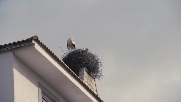 白色和黑色的鹤鸟在鸟巢中清洁羽毛的低角度视图 小麻雀四处飞舞 在城楼的屋顶上安静下来自信的小鸟 — 图库视频影像
