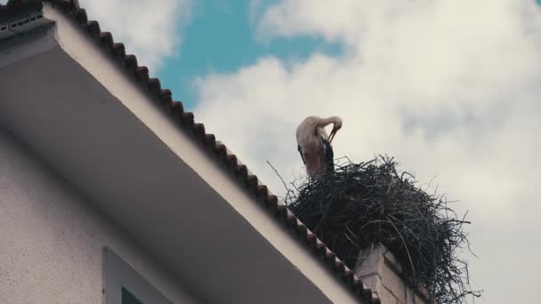 在蓝天白云的背景下 站在屋顶上的白鹤清洁羽毛的底部角度图像 在外面让美丽的小鸟安静下来 — 图库视频影像