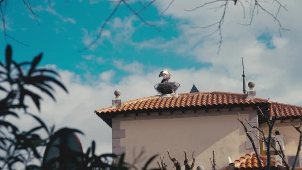 Hnízdo Půvabnými Čápy Pozadí Modré Jarní Oblohy Bílými Mraky Venku — Stock video