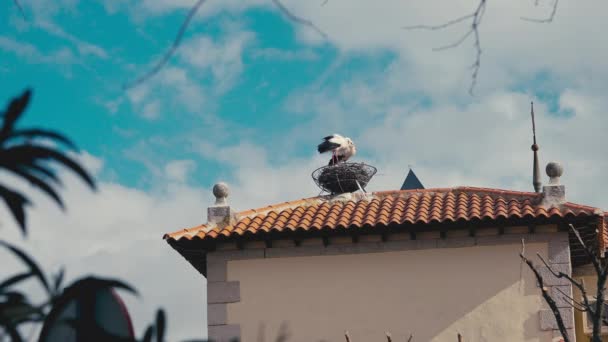 Zwei Störche Stehen Nest Bei Windigem Sonnenaufgang Auf Dem Dach — Stockvideo