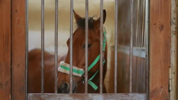 Portrait Graceful Brown Horse Stable Unrecognizable Young Caucasian Woman Equestrian — Stock Video