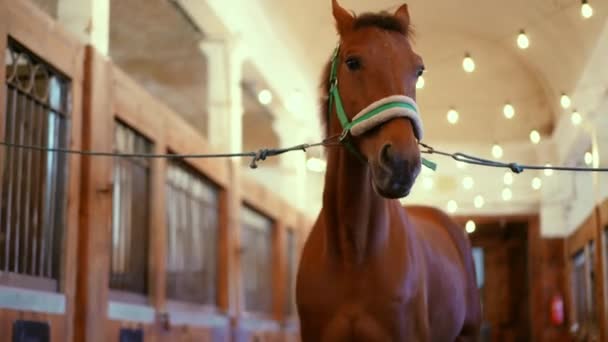 优雅的棕色马拴在马厩里 站在室内 农场谷仓中强壮纯种种马的画像 — 图库视频影像