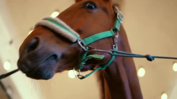 在室内用低角度近距离观察优雅的马的枪口 牧场内谷仓马厩里的棕色圈养动物 — 图库视频影像