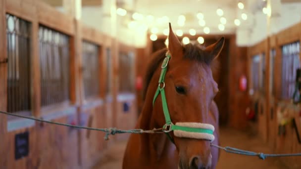 马的特写镜头 它把嚼食的棕色马拴在马厩里 把镜头放大 在谷仓放飞纯种纯种种马 — 图库视频影像