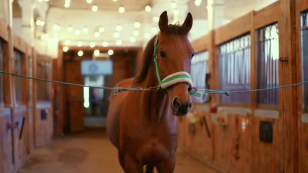 在室内的马厩里 潘宁拍摄了一匹马的画像 摄像机从左到右像优雅的动物站在谷仓里等待 — 图库视频影像