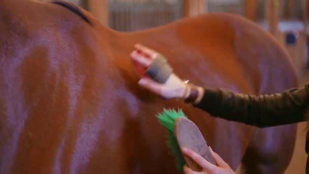 Vrouwelijke Handen Kammen Bruin Paard Met Borstels Binnen Onherkenbare Blanke — Stockvideo