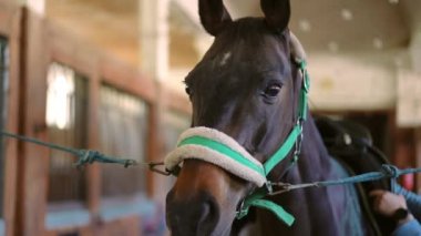 Siyah safkan aygırın yakından çekilmiş yüzü ahıra bağlanmış ve genç bir kadın tarafından eyerlenmiş. Ahırda zarif bir hayvan ve beyaz kadın binici ekipman takıyor.