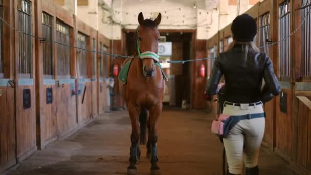 宽阔的棕色优雅的马拴在马厩里 白种人女人走到宠物的鞍子上 专业自信的女骑手和纯种种马在室内谷仓里 — 图库视频影像