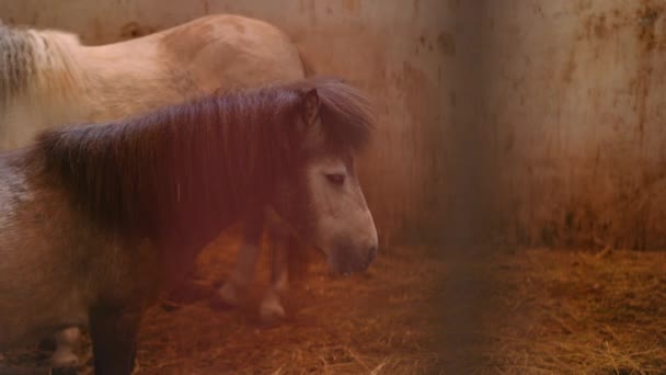 室内安定した長い動作で落ち着いたかわいいポニーの側面の肖像画 納屋の牧場で愛らしい動物 — ストック動画