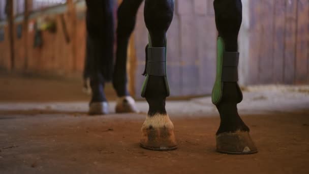 穿着防护靴的纯黑种马的腿和模糊的猫从后面经过 然后离开 在马厩里养着一匹难以辨认的骏马 — 图库视频影像