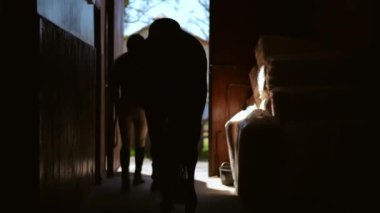 Canlı kamera, ahırdan gün ışığında ayrılan atları çeken kadını izliyor. Güneşli bir günde kendine güvenen beyaz atlı ve hayvan gezintisi çekimleri.