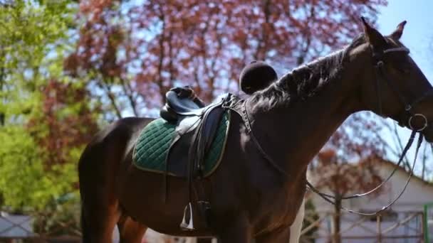 Λεπτή Όμορφη Γυναικεία Ιππασίας Τοποθέτηση Χαριτωμένη Καφέ Άλογο Ηλιόλουστη Μέρα — Αρχείο Βίντεο