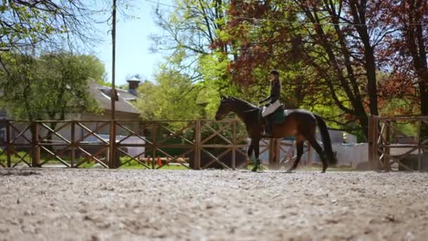 Tracking Shot Purebred Stallion Strolling Paddock Fence Walking Camera Passing — Stock Video