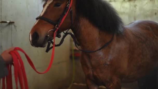 棕色小马的画像 长发站在谷仓里 是无法辨认的人 是用软管清洗动物 与照顾动物卫生的员工一起在马厩里安静下来 — 图库视频影像