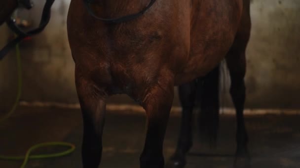 Unbekannte Sprühen Wasser Auf Braune Pferdebeine Stall Anmutiges Tier Auf — Stockvideo
