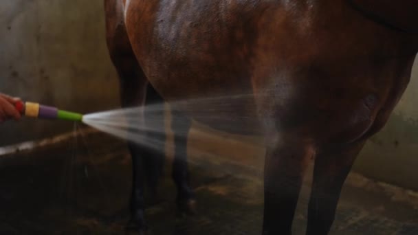 Πλάγια Όψη Καφέ Άλογο Στέκεται Αχυρώνα Ψεκασμό Νερού Στο Σώμα — Αρχείο Βίντεο