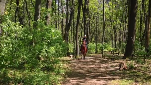 Широкий Постріл Коричневий Кінь Біжить Сонці Лісі Молодою Стрункою Жінкою — стокове відео