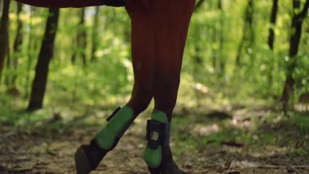 Boční Pohled Nohy Koně Ochranných Botách Chůze Zpomaleném Pohybu Lese — Stock video