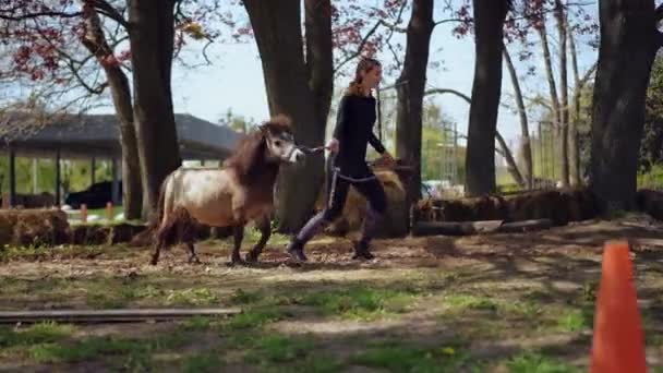 Pony Läuft Mit Junger Frau Freien Und Springt Über Absperrung — Stockvideo