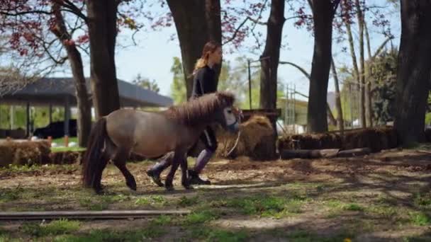 Vista Lateral Amplio Tiro Pony Corriendo Con Mujer Joven Cámara — Vídeos de Stock