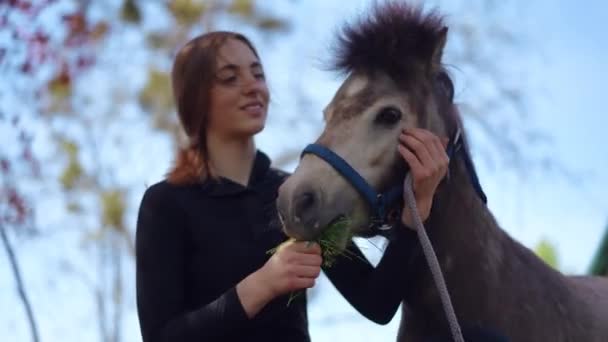 Rack Fokus Dari Kuda Poni Keras Kepala Untuk Tersenyum Gembira — Stok Video